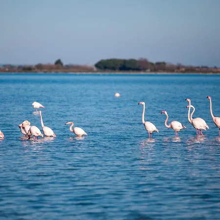 Marina Port Camargue *