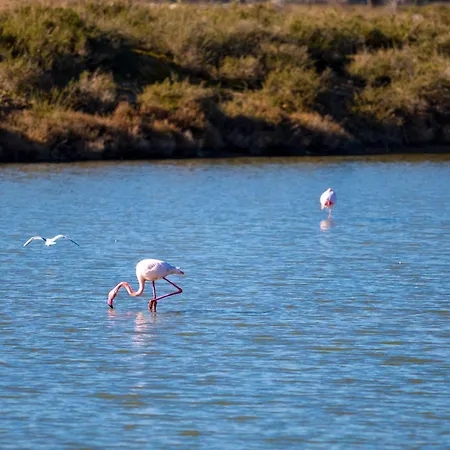 Marina Port Camargue