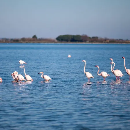 Marina Port Camargue *