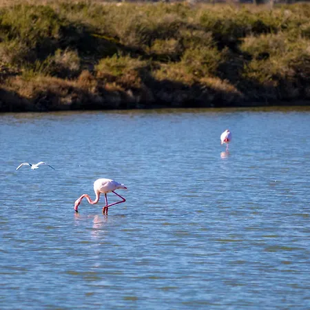 Marina Port Camargue 勒格罗-迪鲁瓦