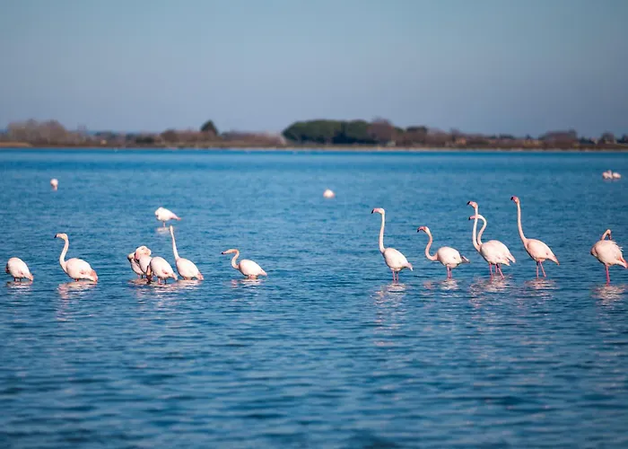 Marina Port Camargue *